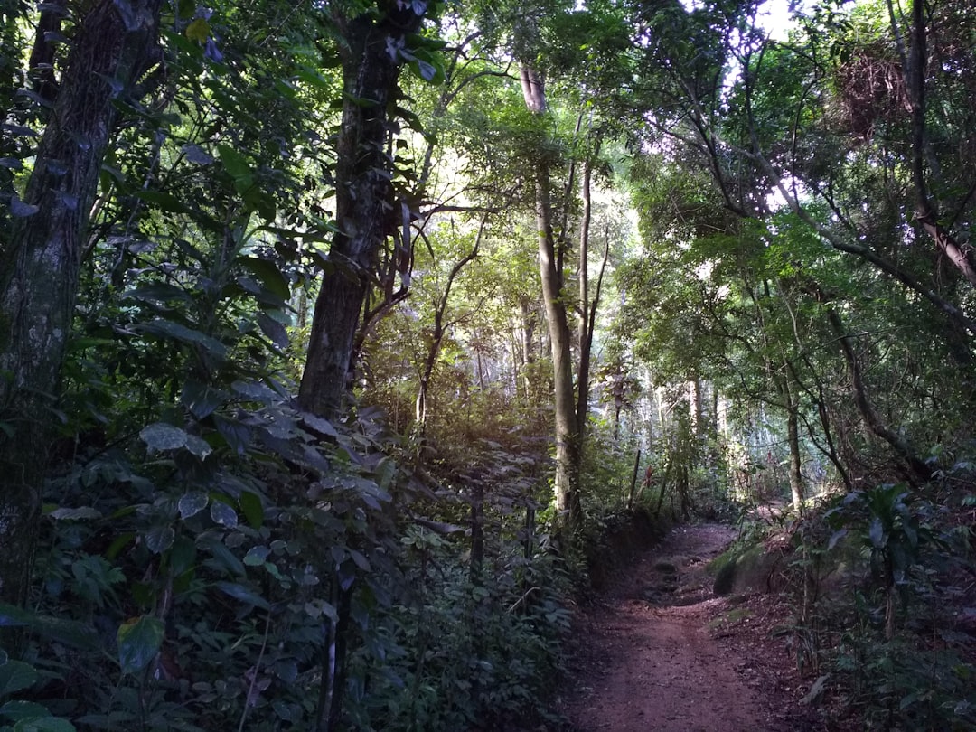 a dirt path in the middle of a forest, Trail from Bonete Beach to inner forest at Oricongo Hill
