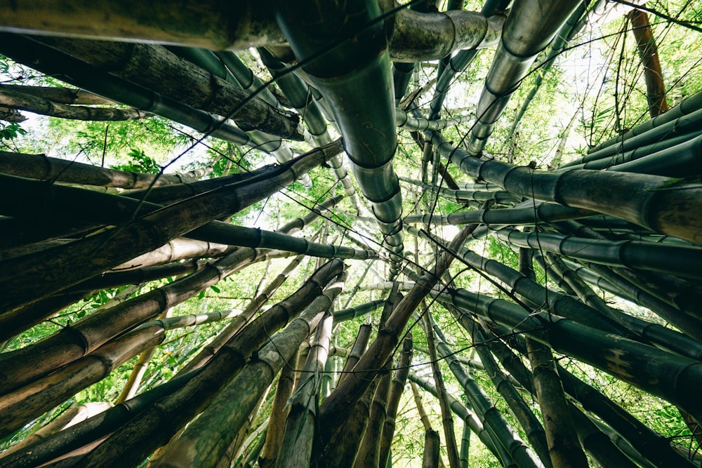 low angle photography of bamboo trees