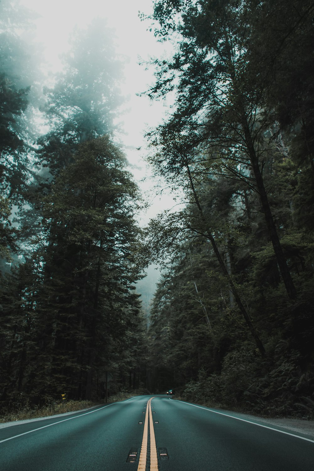 empty asphalt road between inline trees