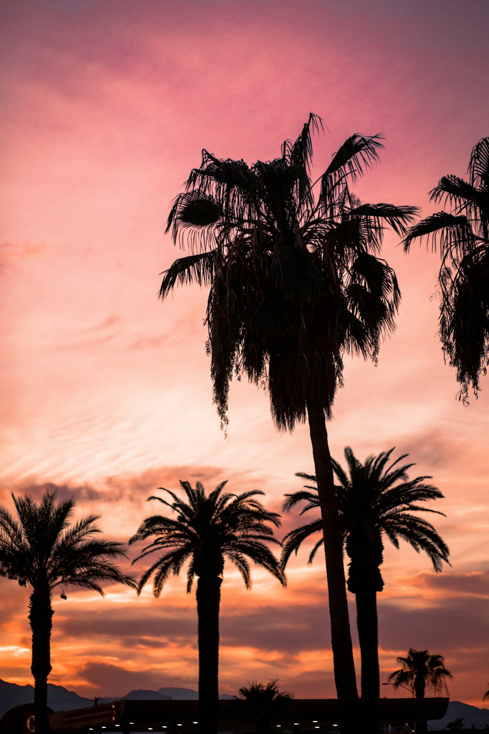 silhouette of palm trees during sunset