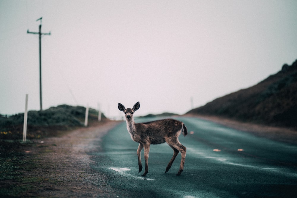 brown deer on road