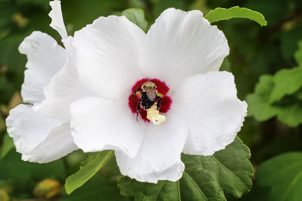 abelha marrom na planta de flor de pétala branca