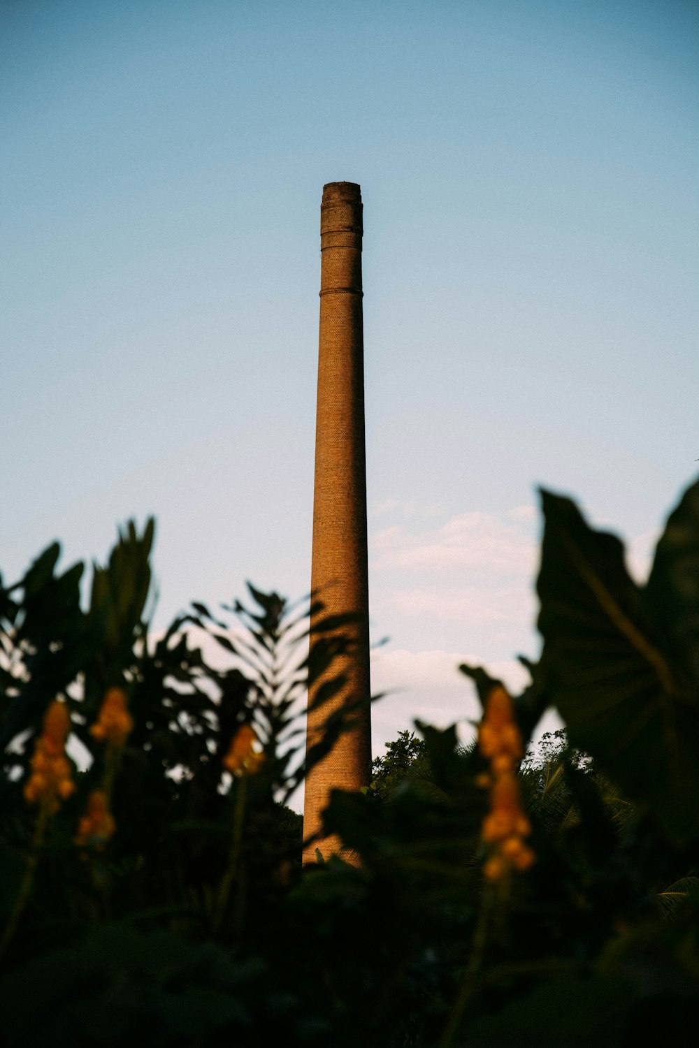 Poste marrón rodeado de plantas