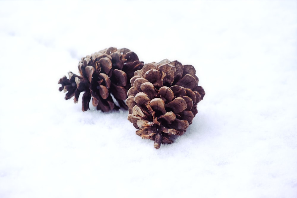 two pinecones