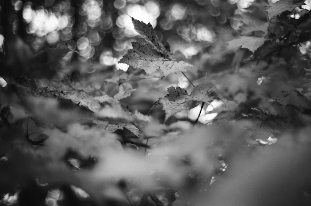 grayscale photo of leaves plant