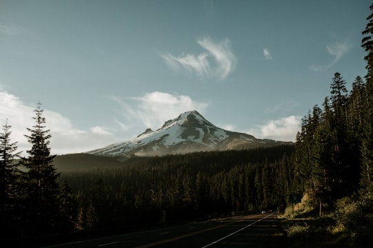 landscape photo of green trees in Mount Hood United States