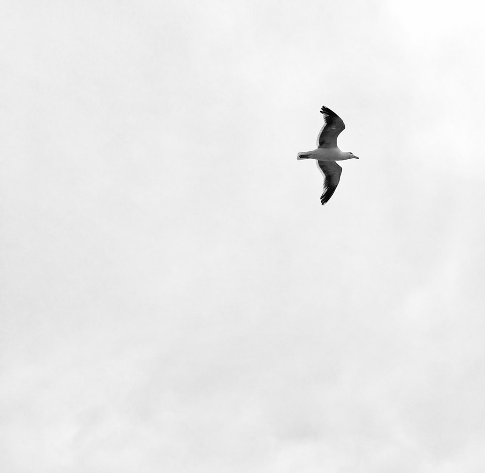 Photographie en contre-plongée d’un oiseau blanc dans le ciel