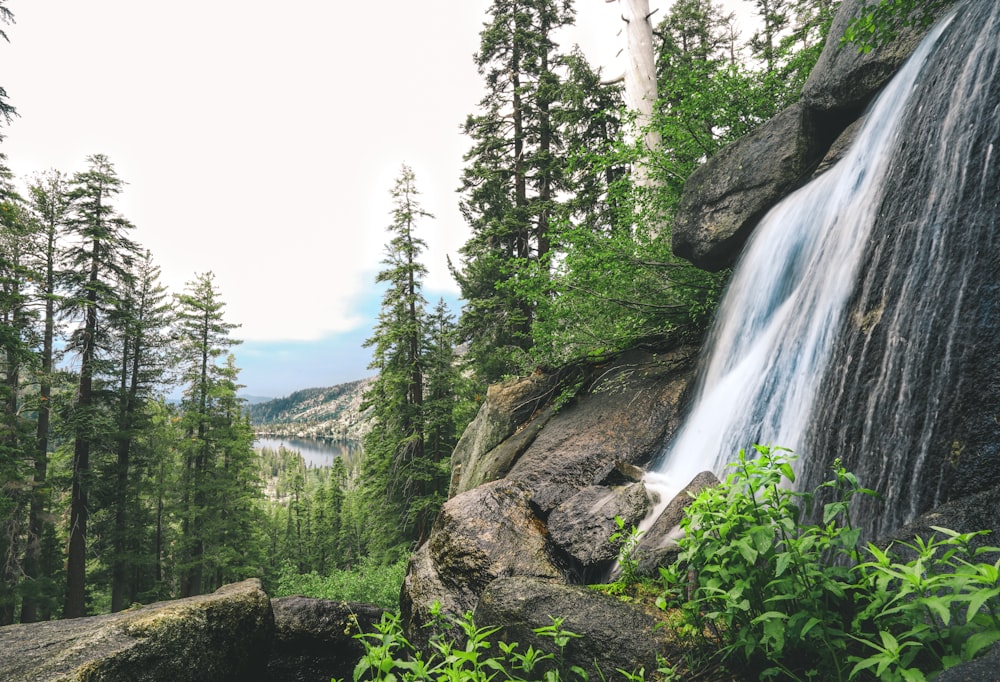 waterfalls near trees