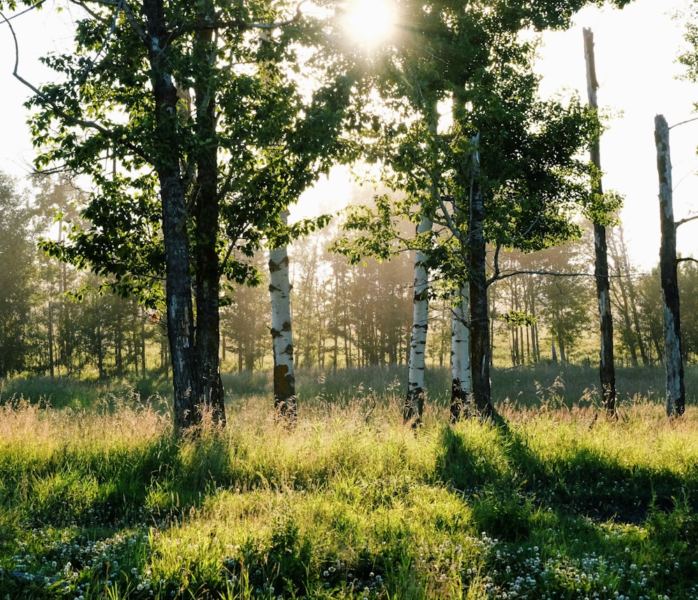 Birch trees during daytime photo – Free Ardrossan Image on Unsplash