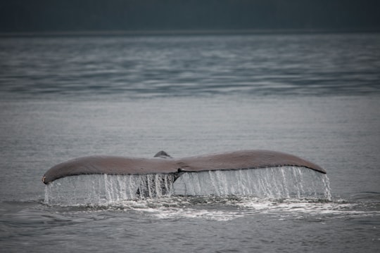 whale tail's showing above the sea in Hoonah United States