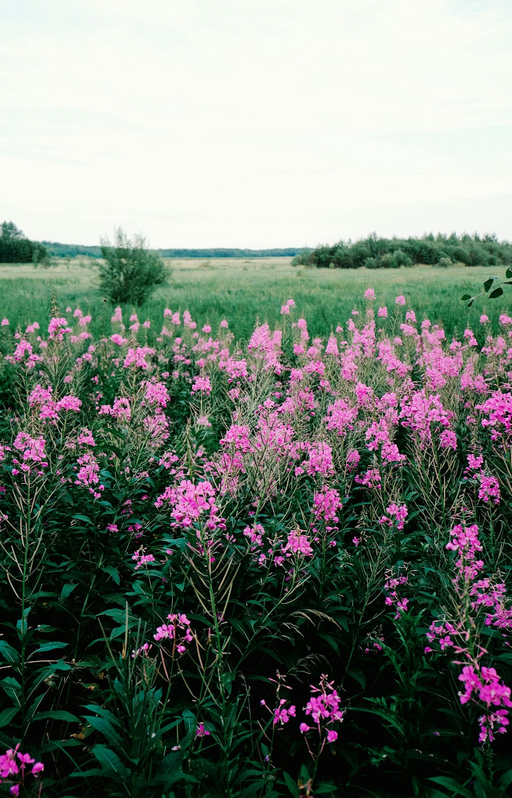 pink petaled flower field