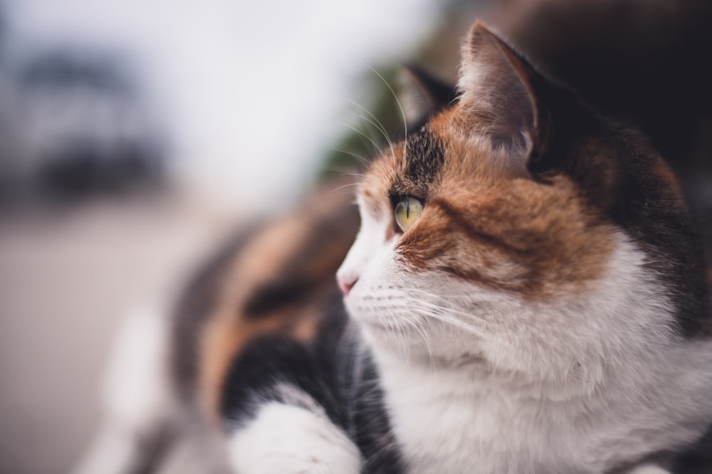 white orange and black cat