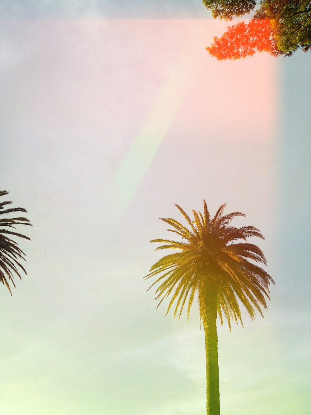 palmier vert sous un ciel nuageux