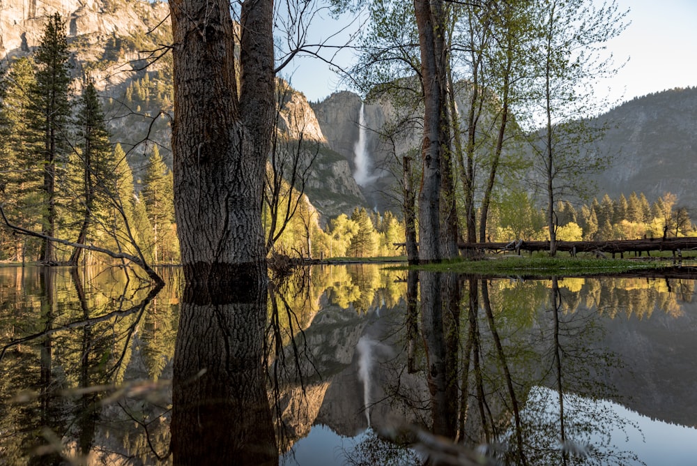 several trees on body of water during day