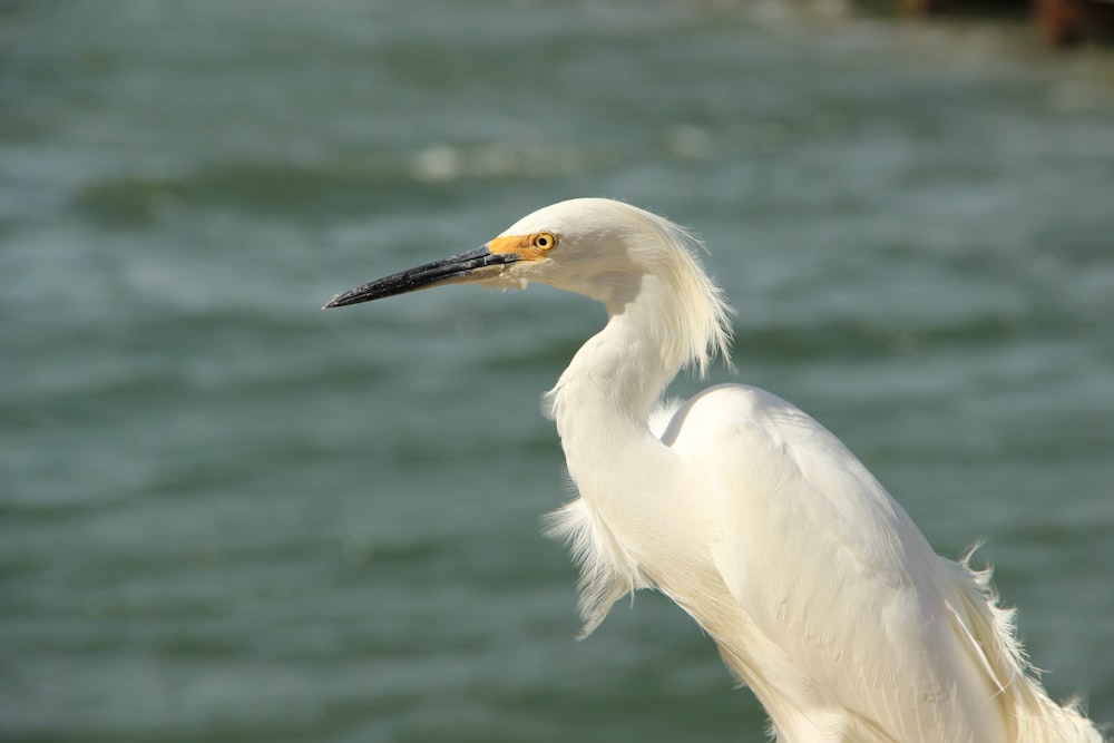 낮 동안 수역 근처의 흰 새의 매크로 샷 사진