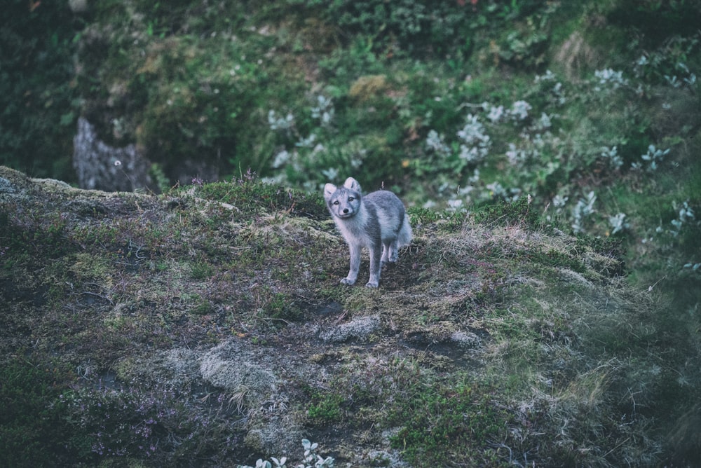Grauer und weißer Fuchs auf dem Gipfel des Berges