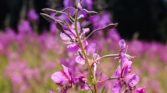 A close-up of vibrant wildflowers blooming in a wildlife area.