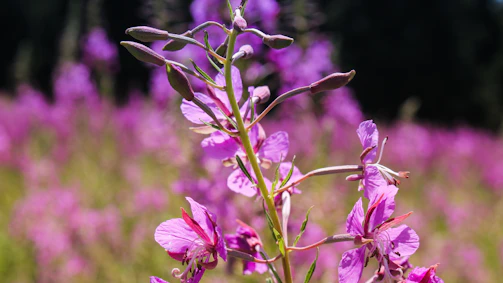 Close-up of colorful native flowers blooming in a restored habitat.