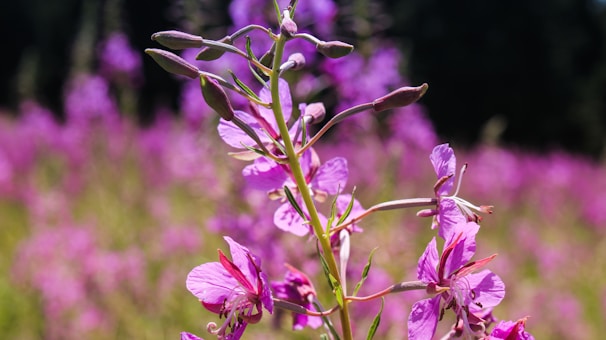 A close-up of colorful wildflowers blooming on a trail surrounded by towering trees.