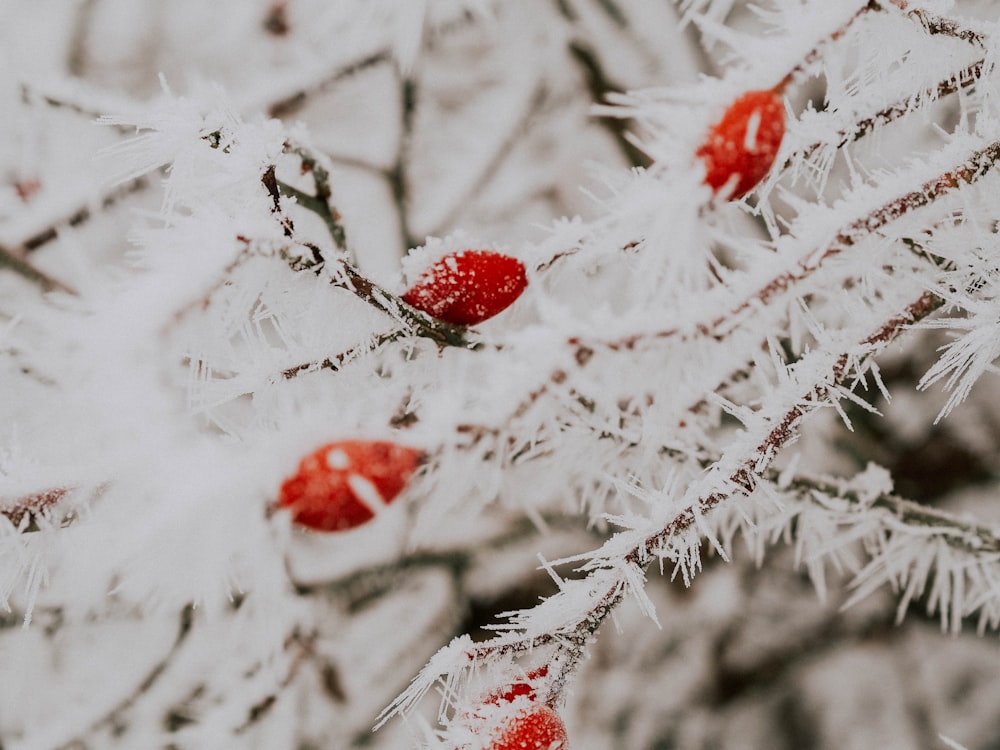 shallow focus photography of tree