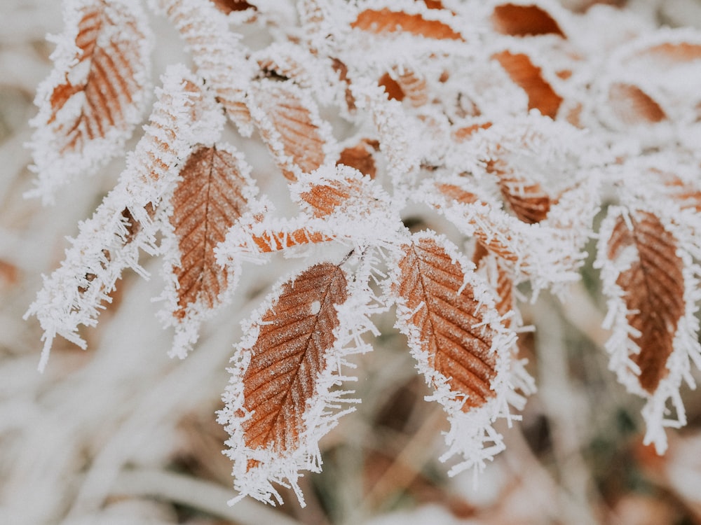 closeup photography of frozen brown leaves