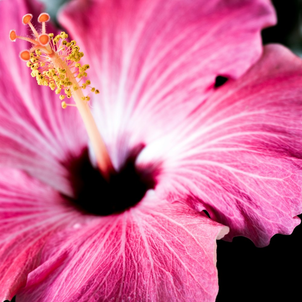 Fotografía macro de Pink Petaled Flowr