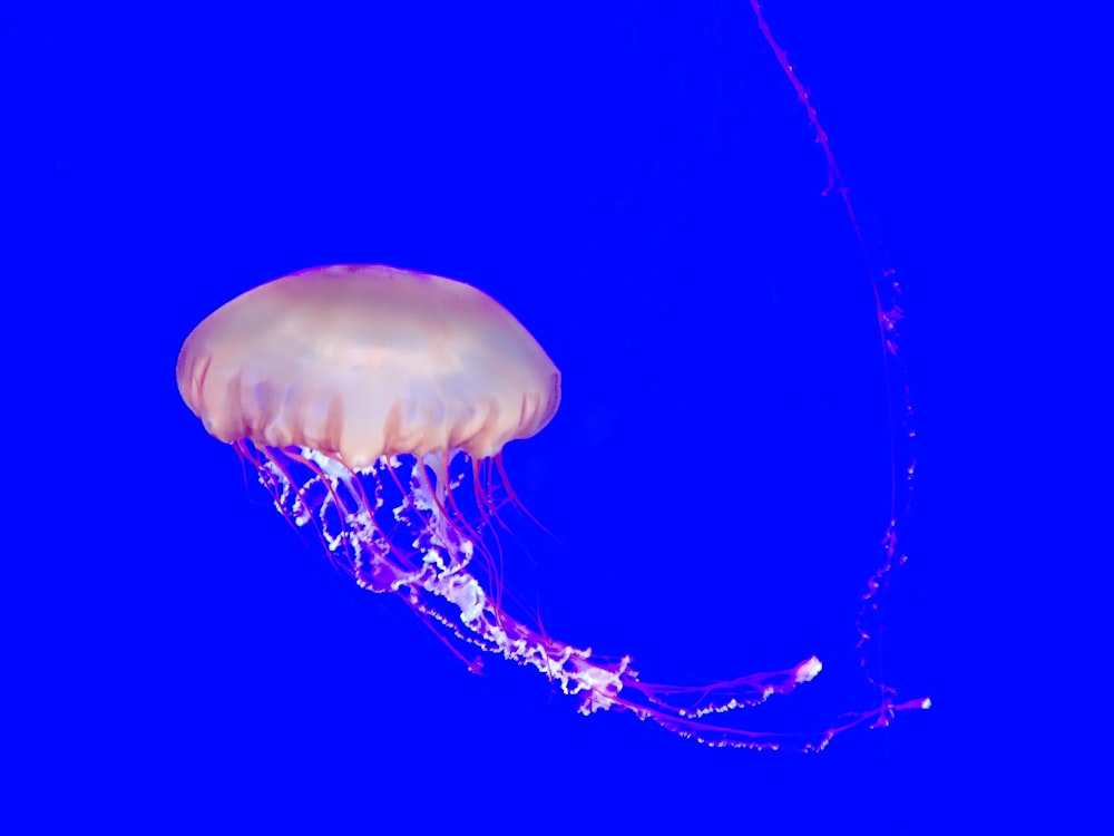 jellyfish