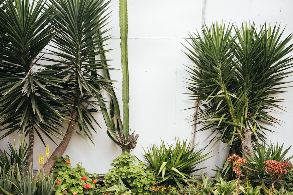 green plant beside white wall