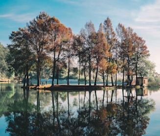 trees surrounded by body of water