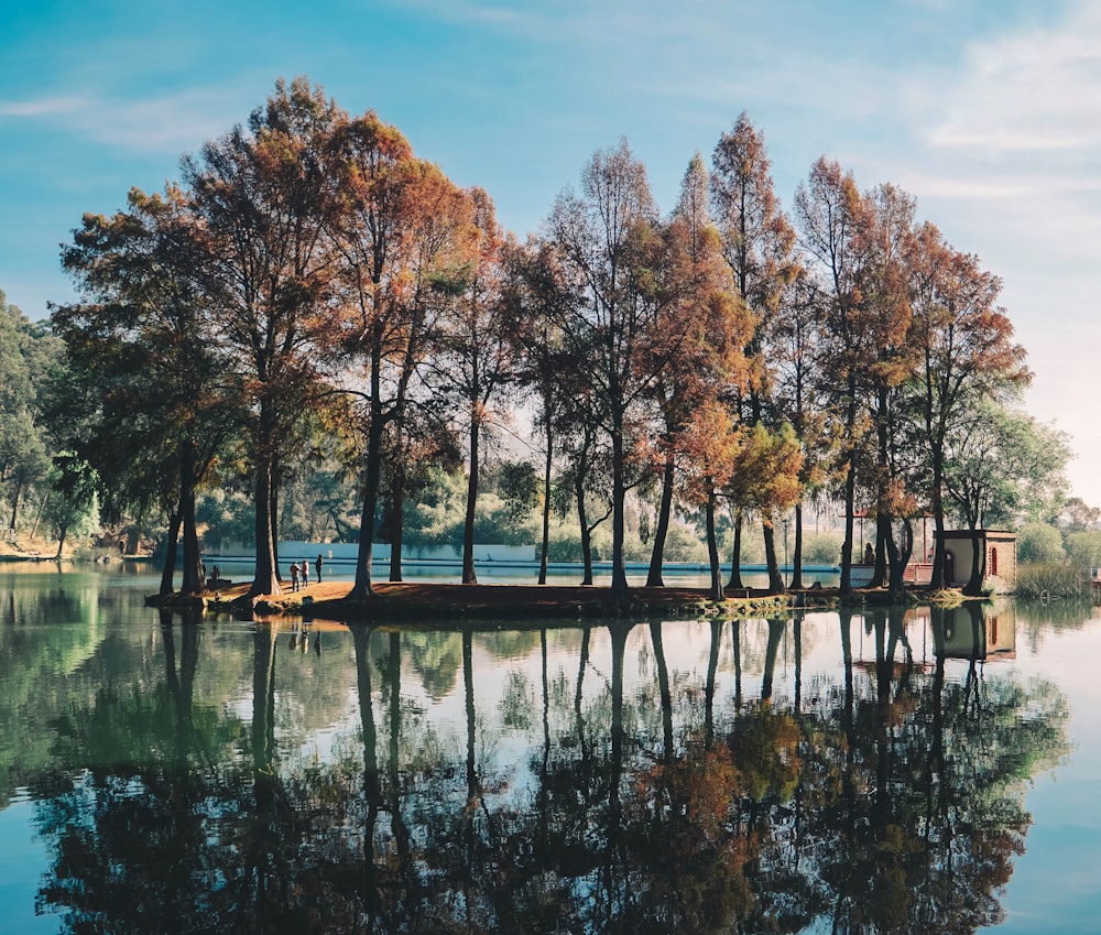 trees surrounded by body of water