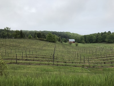 A vast vineyard stretches across rolling hills, with rows of grapevines lined up evenly. In the background, there is a red barn with a white roof, surrounded by a lush forest of green trees under an overcast sky.