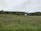 A vast vineyard stretches across rolling hills, with rows of grapevines lined up evenly. In the background, there is a red barn with a white roof, surrounded by a lush forest of green trees under an overcast sky.