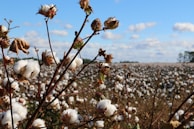 field of cotton trees