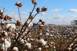 field of cotton trees