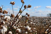 A vast field of cotton plants stretches into the distance, with fluffy white cotton bolls prominently displayed on the brown stalks. The blue sky above is dotted with soft, white clouds, creating a serene and expansive rural landscape.