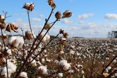 field of cotton trees
