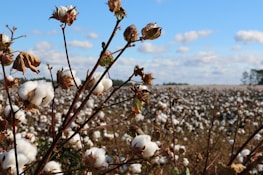 A vast field of cotton plants stretches into the distance, with fluffy white cotton bolls prominently displayed on the brown stalks. The blue sky above is dotted with soft, white clouds, creating a serene and expansive rural landscape.