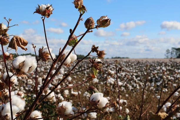 A vast field of cotton plants stretches into the distance, with fluffy white cotton bolls prominently displayed on the brown stalks. The blue sky above is dotted with soft, white clouds, creating a serene and expansive rural landscape.