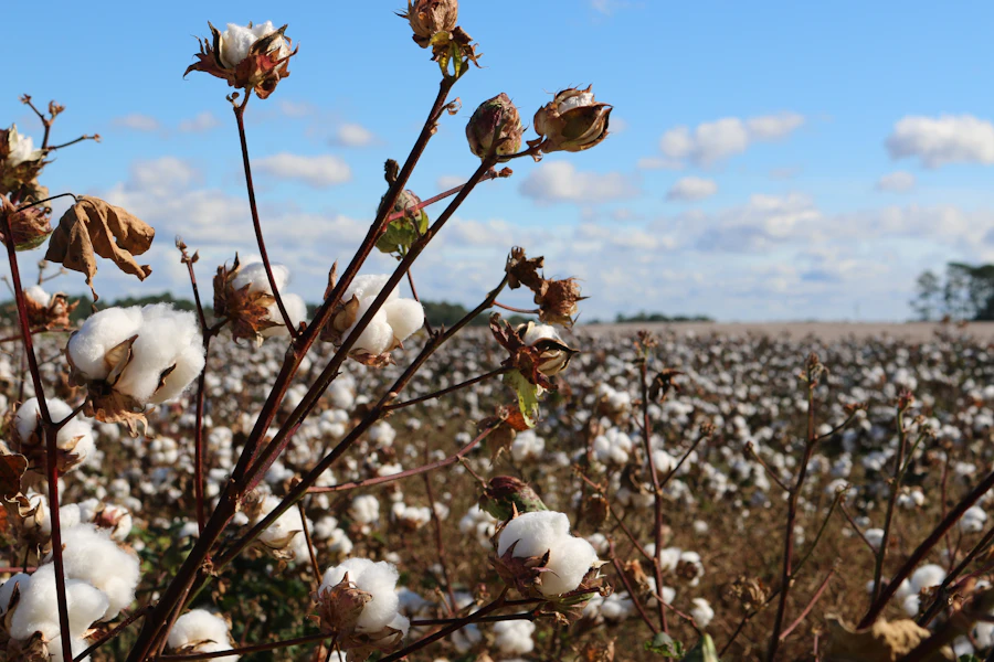 A field of cotton plants in bloom, the natural raw material for GOTS-certified organic cotton seed bags used in eco-conscious farming supply chains