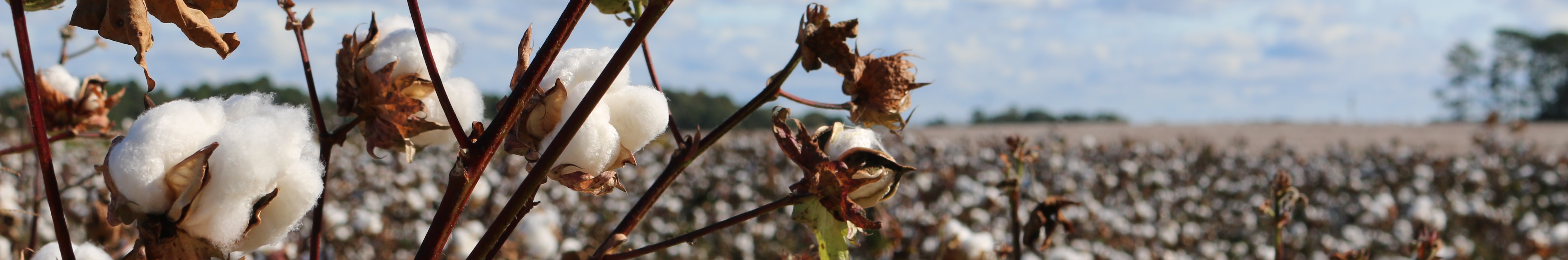 Gildan Brands sourced an estimated 53,200t of cotton for its 2022 sales with severe ecological risks