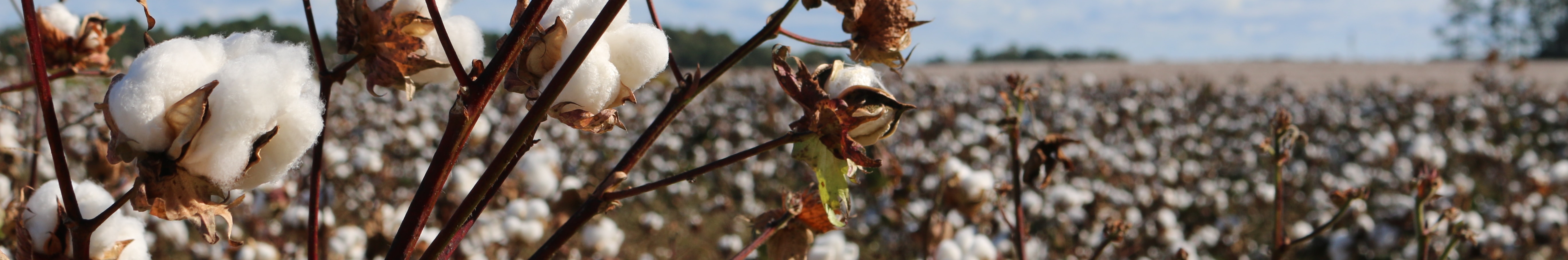 In 2022, Carter's Inc sourced 30,956 tonnes of cotton using an estimated 60,689 ha land area