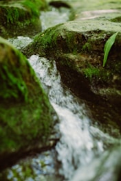 water flower through rocks