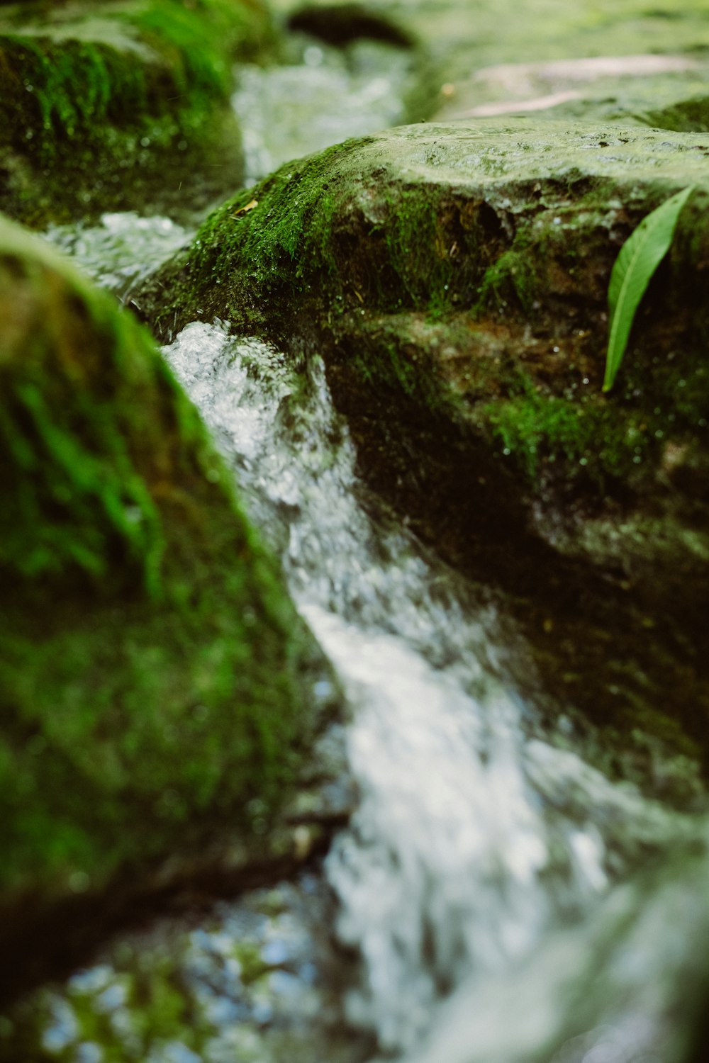 Flor de agua a través de las rocas