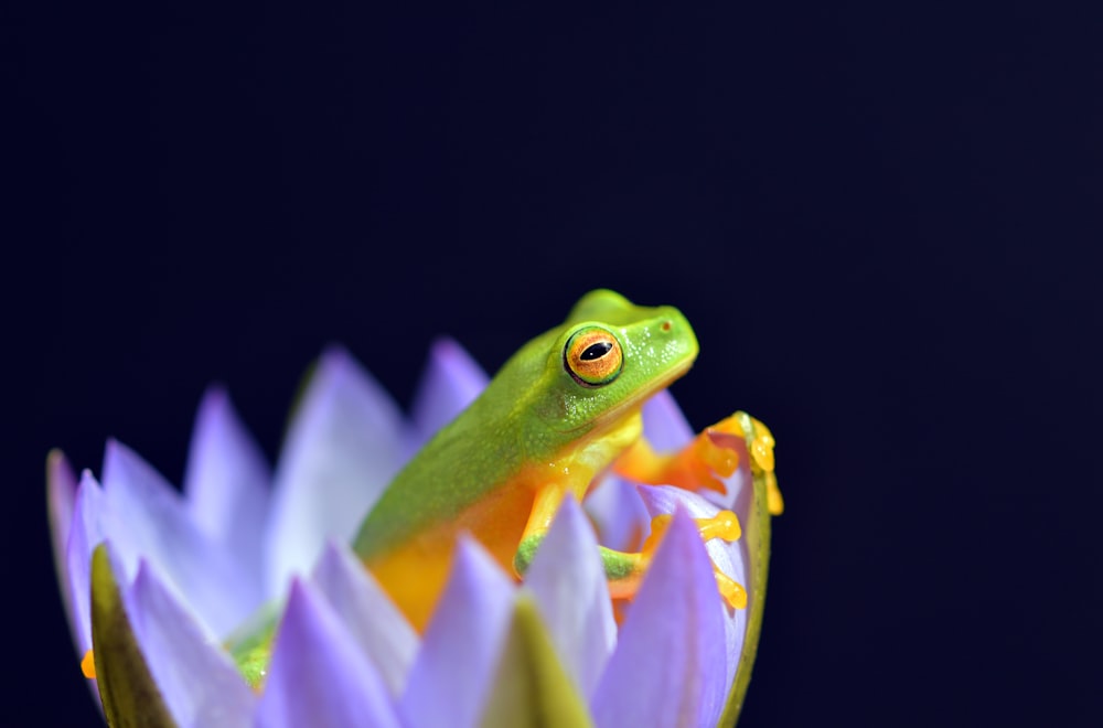 selected focus photo of green and yellow frog in purple petaled flower
