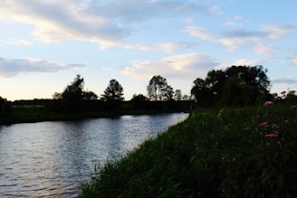 A serene riverside scene where wildflowers bloom alongside flowing water.