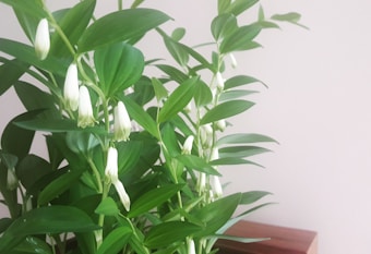 A lush green plant with several long, slender leaves. The plant features small, white bell-shaped flowers hanging from the stems. The background is a plain light color, allowing the vibrant green of the leaves and the white of the flowers to stand out.