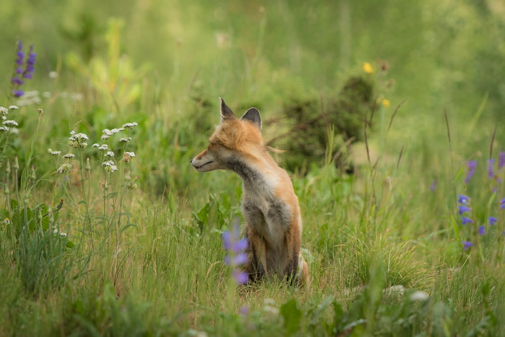 brown animal on green grass during daytime