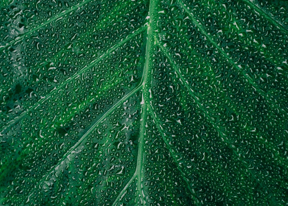 a large green leaf with drops of water on it