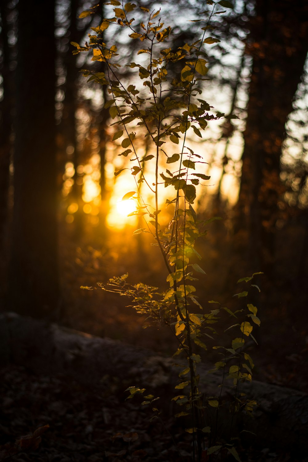 landscape photography of plant