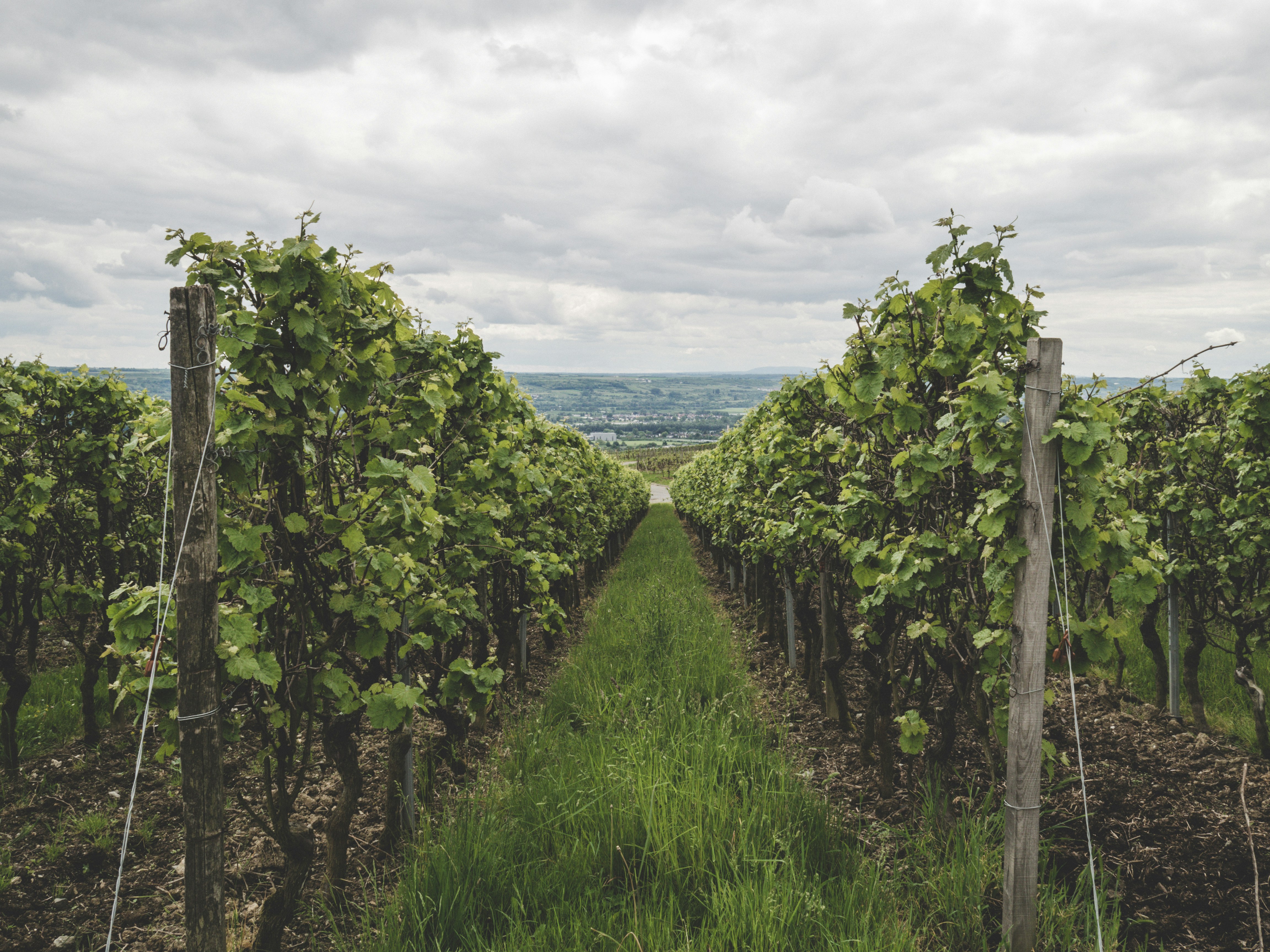 2024 Vineyard Real Estate Forecast